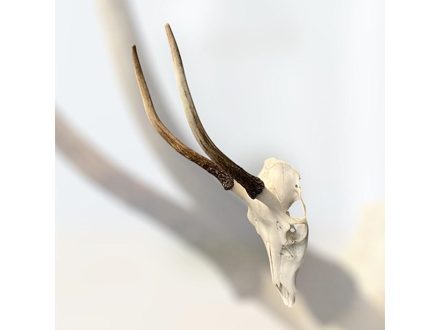 Reebok- schedel met gewei - zuid-afrika - afbeelding 1 van  4