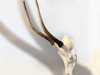 Reebok- schedel met gewei - zuid-afrika - afbeelding 1 van  4