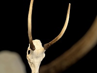 Reebok- schedel met gewei - zuid-afrika - afbeelding 2 van  4