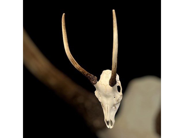 Reebok- schedel met gewei - zuid-afrika - afbeelding 3 van  4