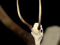 Reebok- schedel met gewei - zuid-afrika - afbeelding 3 van  4