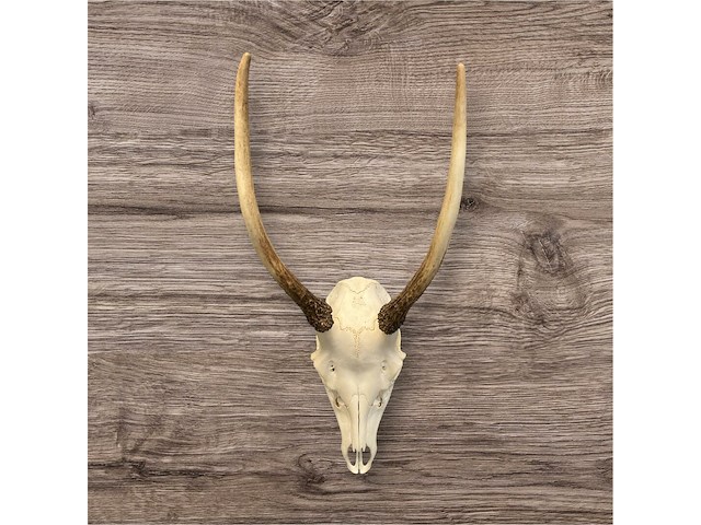 Reebok- schedel met gewei - zuid-afrika - afbeelding 4 van  4