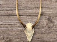 Reebok- schedel met gewei - zuid-afrika - afbeelding 4 van  4