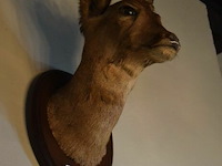 Reebokhoofd op houten schild - afbeelding 1 van  2