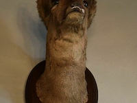 Reebokhoofd op houten schild - afbeelding 2 van  2