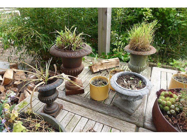 Restpartij planten - afbeelding 2 van  23