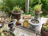 Restpartij planten - afbeelding 2 van  23