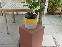 Restpartij planten - afbeelding 3 van  23