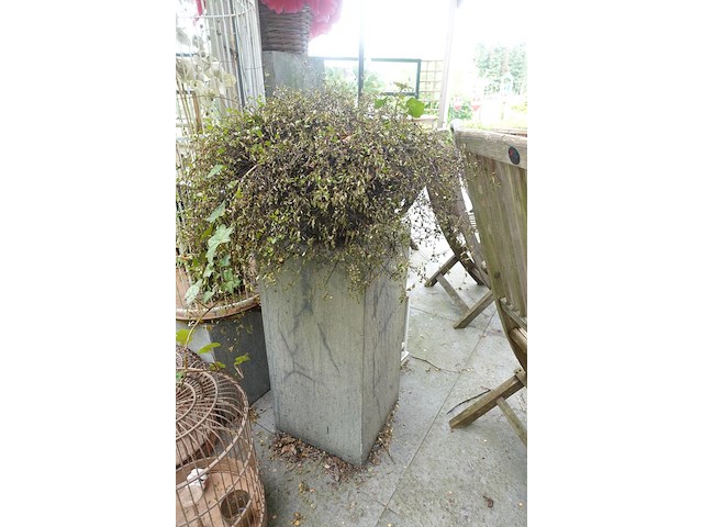 Restpartij planten - afbeelding 4 van  23