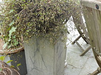 Restpartij planten - afbeelding 4 van  23