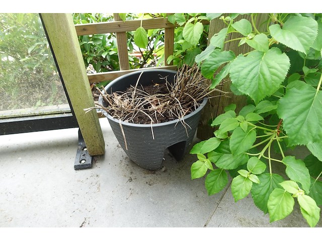 Restpartij planten - afbeelding 6 van  23