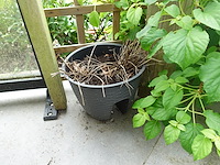 Restpartij planten - afbeelding 6 van  23