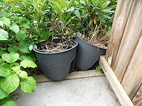 Restpartij planten - afbeelding 7 van  23