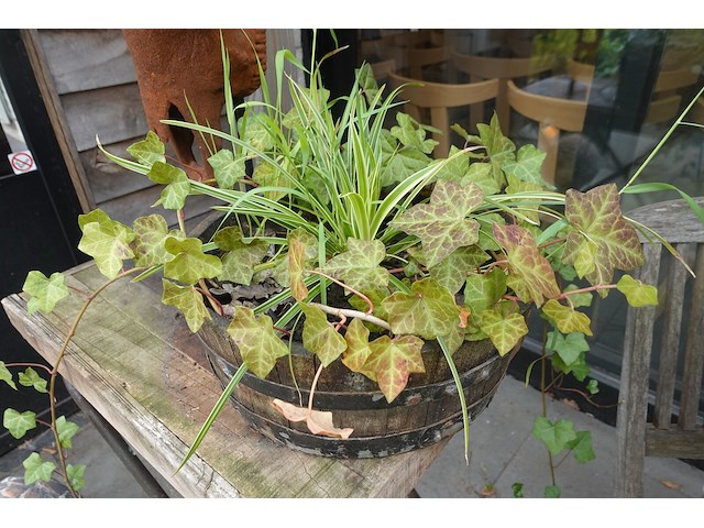 Restpartij planten - afbeelding 8 van  23