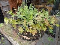 Restpartij planten - afbeelding 8 van  23