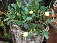 Restpartij planten - afbeelding 9 van  23