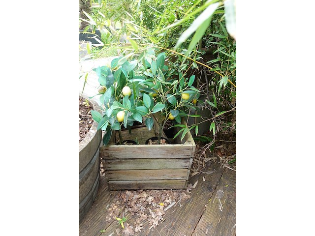 Restpartij planten - afbeelding 10 van  23
