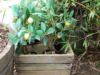 Restpartij planten - afbeelding 10 van  23