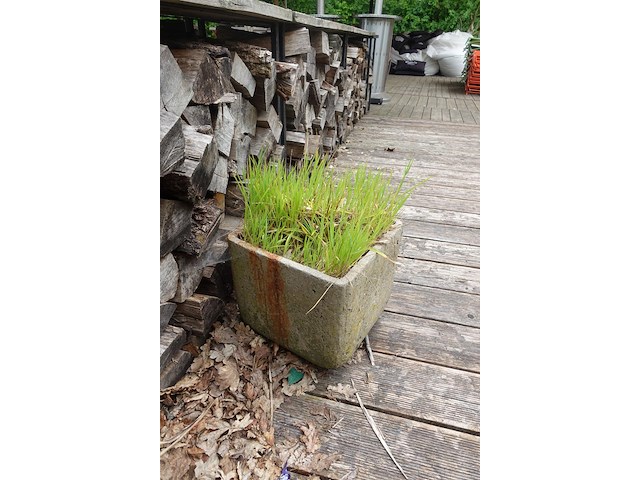 Restpartij planten - afbeelding 11 van  23