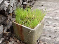 Restpartij planten - afbeelding 11 van  23