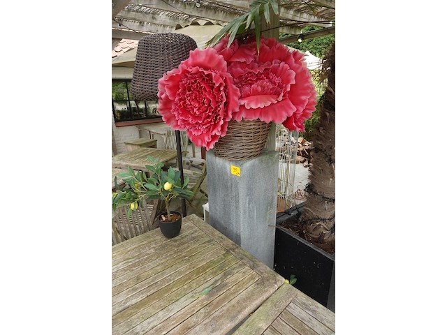 Restpartij planten - afbeelding 1 van  23