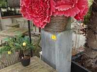 Restpartij planten - afbeelding 1 van  23