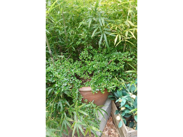 Restpartij planten - afbeelding 13 van  23