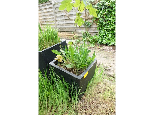 Restpartij planten - afbeelding 15 van  23