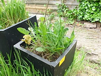 Restpartij planten - afbeelding 15 van  23