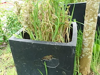 Restpartij planten - afbeelding 16 van  23