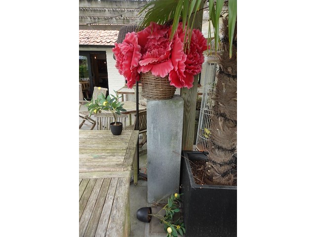 Restpartij planten - afbeelding 12 van  23