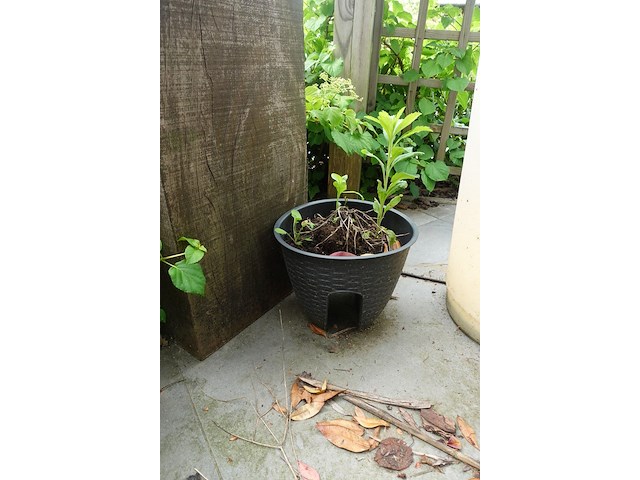 Restpartij planten - afbeelding 18 van  23