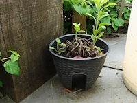 Restpartij planten - afbeelding 18 van  23