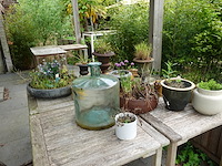 Restpartij planten - afbeelding 20 van  23