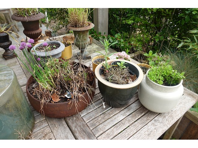 Restpartij planten - afbeelding 21 van  23