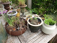Restpartij planten - afbeelding 21 van  23