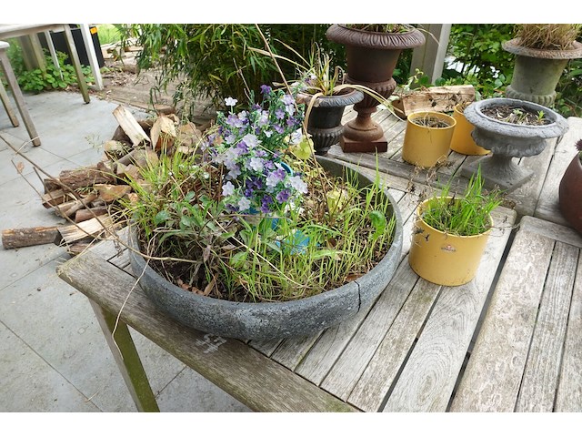 Restpartij planten - afbeelding 23 van  23