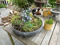 Restpartij planten - afbeelding 23 van  23