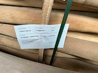 Robinia paal (50x) - afbeelding 3 van  3