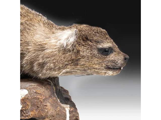 Rock hyrax (procavia capensis) full mount, taxidermy trophy, h 30 cm - afbeelding 2 van  10