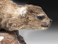 Rock hyrax (procavia capensis) full mount, taxidermy trophy, h 30 cm - afbeelding 2 van  10