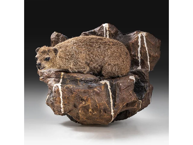Rock hyrax (procavia capensis) full mount, taxidermy trophy, h 30 cm - afbeelding 1 van  10