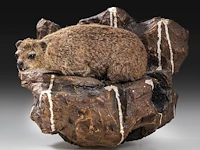 Rock hyrax (procavia capensis) full mount, taxidermy trophy, h 30 cm