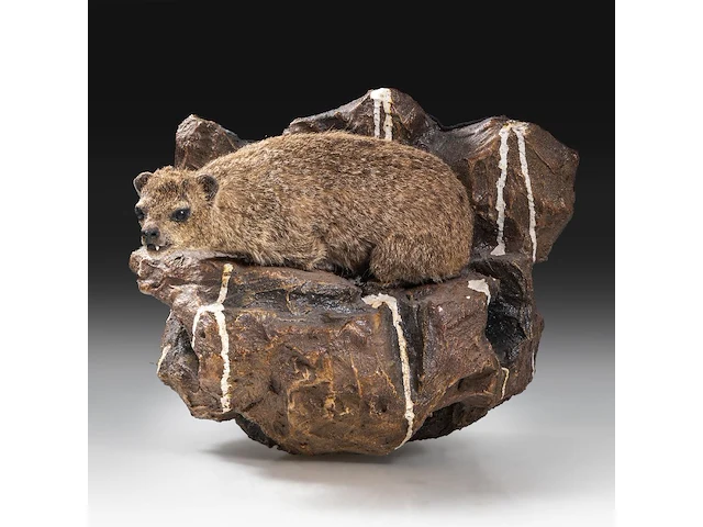 Rock hyrax (procavia capensis) full mount, taxidermy trophy, h 30 cm - afbeelding 3 van  10