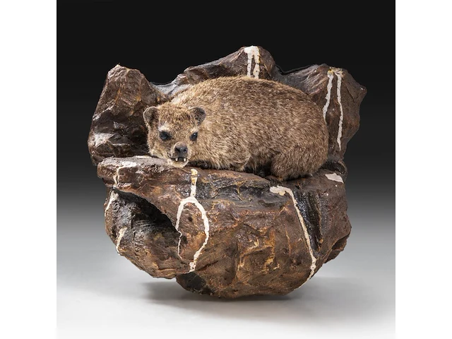 Rock hyrax (procavia capensis) full mount, taxidermy trophy, h 30 cm - afbeelding 4 van  10
