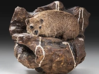 Rock hyrax (procavia capensis) full mount, taxidermy trophy, h 30 cm - afbeelding 4 van  10