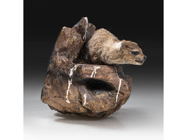 Rock hyrax (procavia capensis) full mount, taxidermy trophy, h 30 cm - afbeelding 5 van  10
