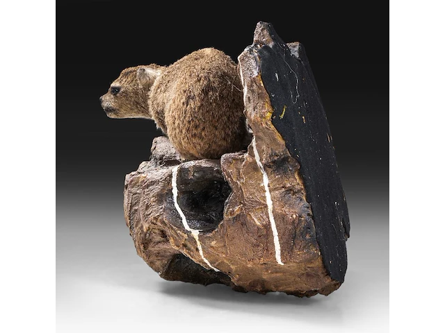 Rock hyrax (procavia capensis) full mount, taxidermy trophy, h 30 cm - afbeelding 7 van  10
