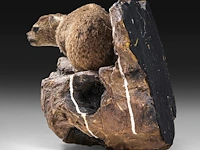 Rock hyrax (procavia capensis) full mount, taxidermy trophy, h 30 cm - afbeelding 7 van  10