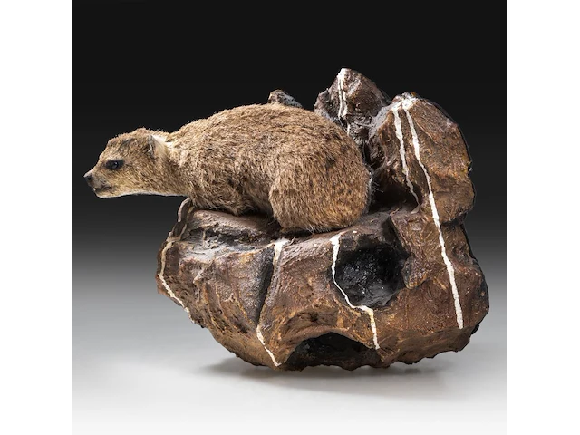 Rock hyrax (procavia capensis) full mount, taxidermy trophy, h 30 cm - afbeelding 8 van  10